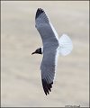 _2SB4536 laughing gull in breeding plumage